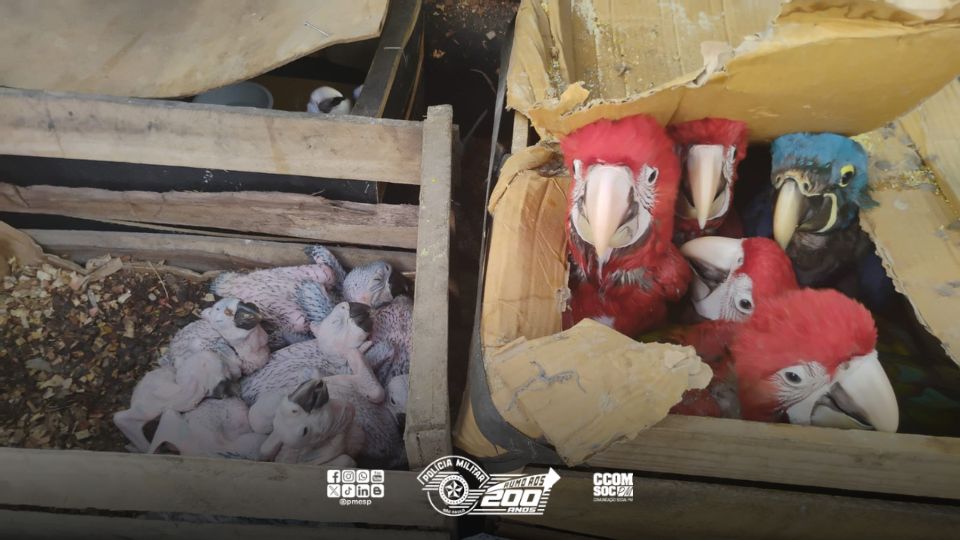 Polícia Militar apreende 159 aves silvestres em Guararema e aplica multa de 1,4 milhão de reais