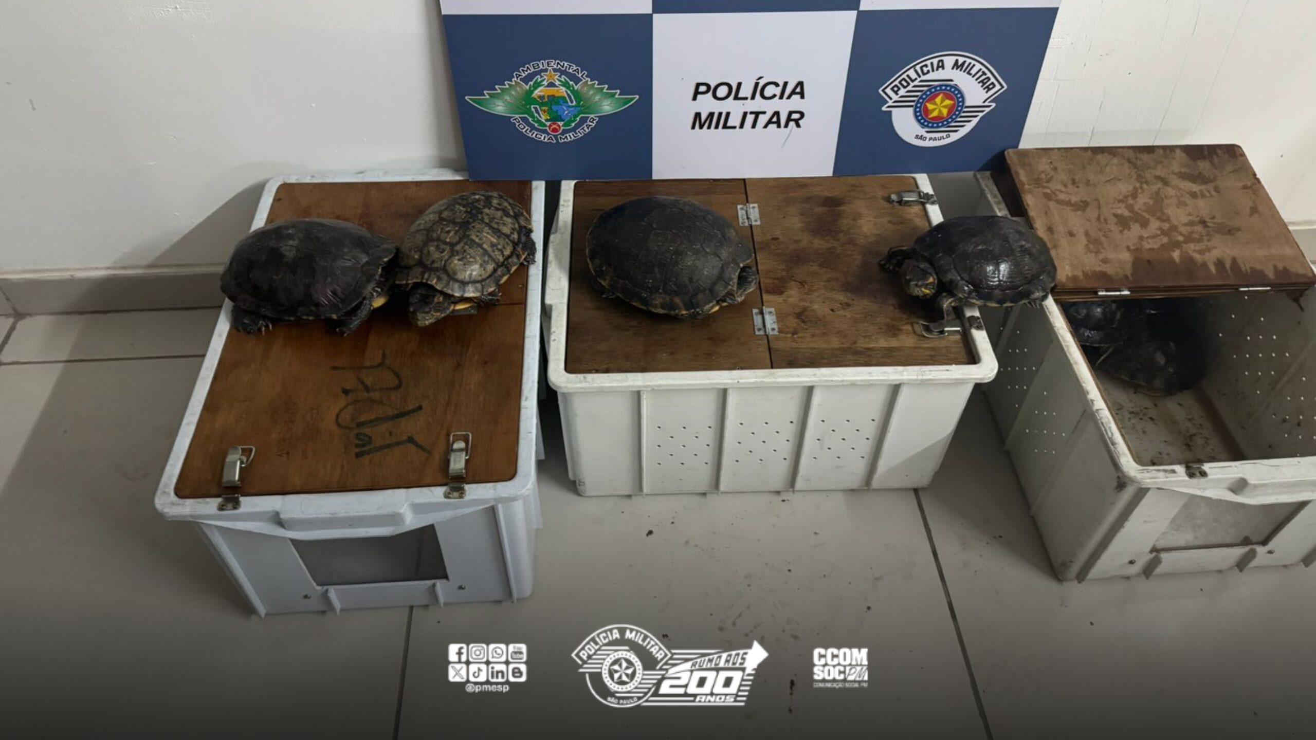 Dono de restaurante é autuado em R$ 14 mil por manter tartarugas em tanque artificial no Tatuapé