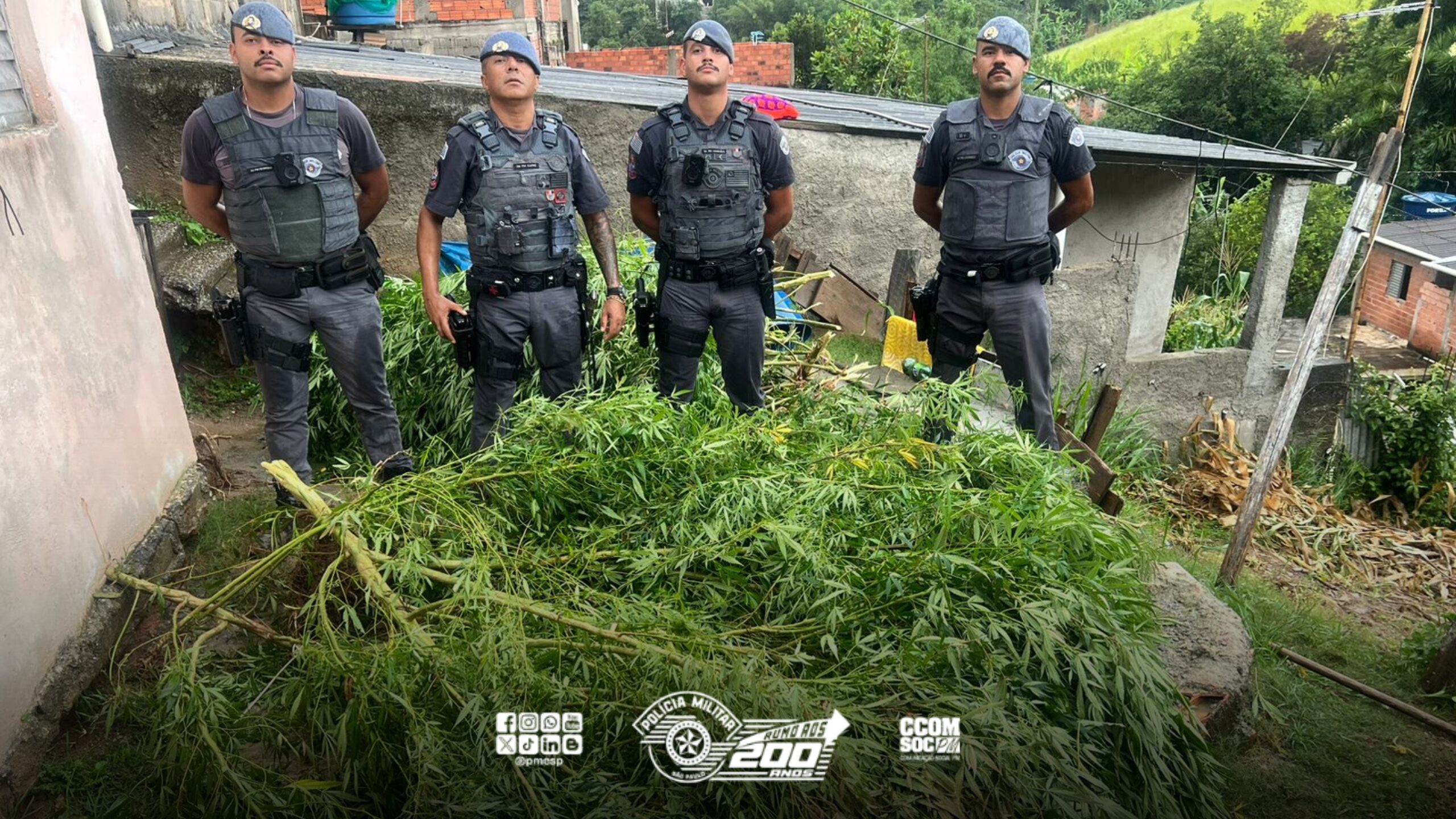PM localiza plantação de maconha no quintal de residência em Itapevi/SP
