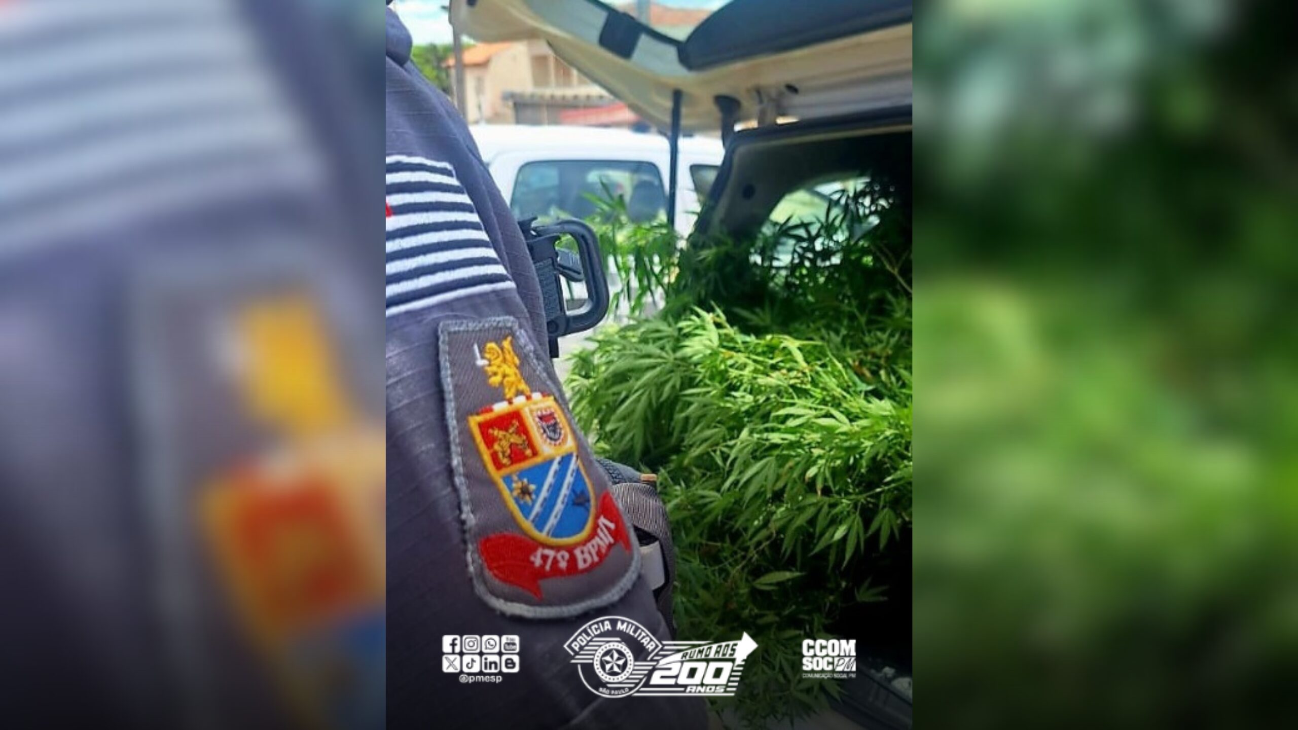 Pé de maconha em alambrado de lava-rápido é apreendido pela PM no interior de SP 