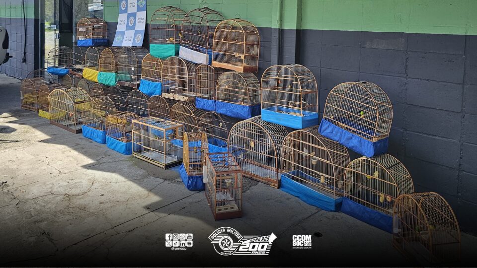 Durante uma operação de fiscalização nesta quinta-feira (08), a Polícia Militar Ambiental encontrou 37 aves silvestres mantidas ilegalmente em um imóvel no bairro Ponte Rasa, zona leste de São Paulo. As aves estavam sem anilhas de identificação e em condições insalubres, o que configura maus-tratos.