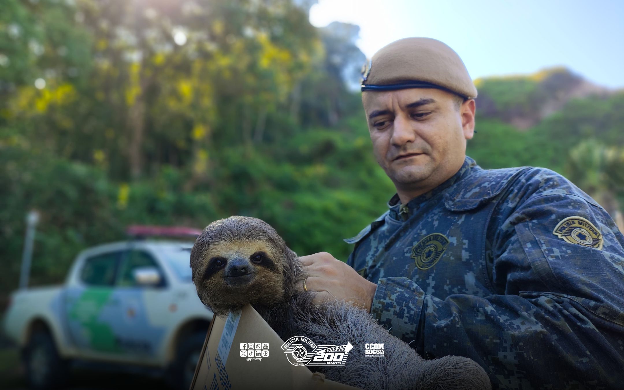 Bicho-preguiça fica preso em janela ao tentar entrar em residência e é resgatado pela PM Ambiental