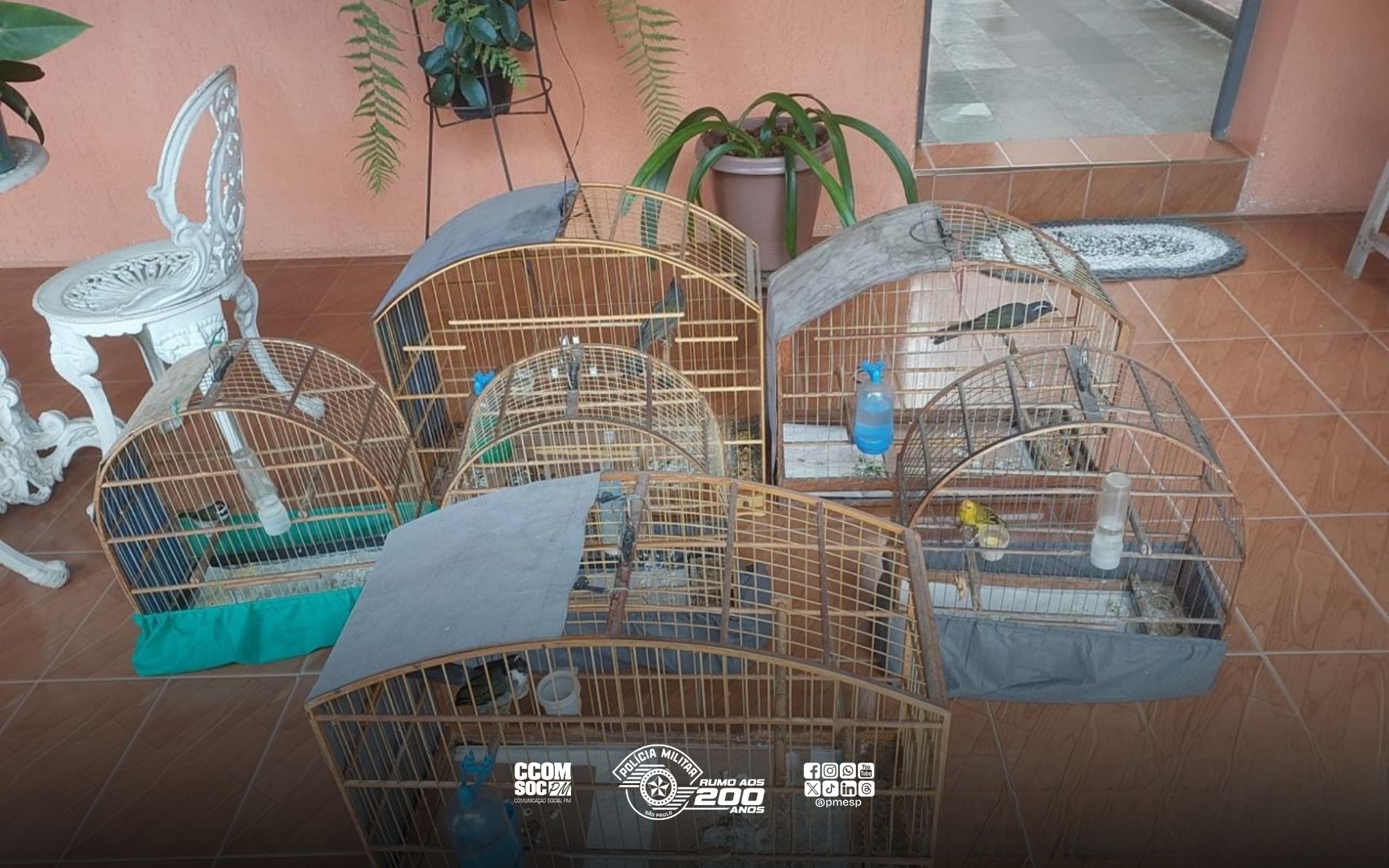 Aves silvestres são resgatadas pela PM Ambiental após denúncia em Pinhalzinho/SP