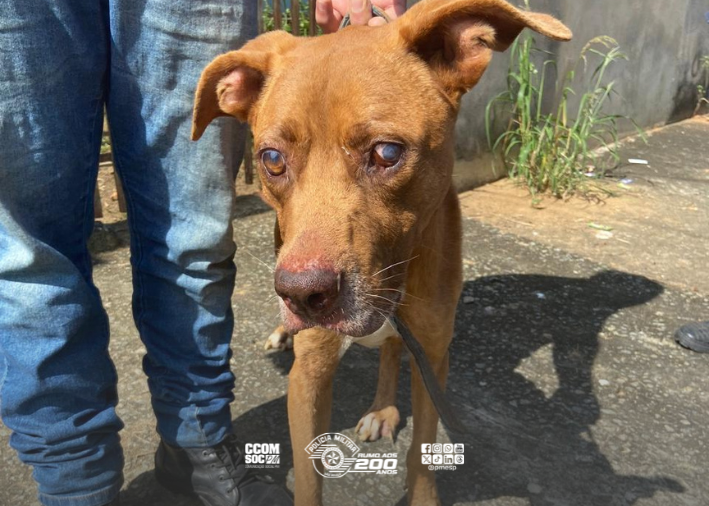 Mulher é presa por maus-tratos a cão em Pindamonhangaba